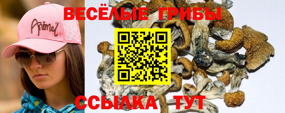 Белово  продажа наркотиков  Вход с VPN  Псилоцибиновые грибы GOLDEN TEACHER 